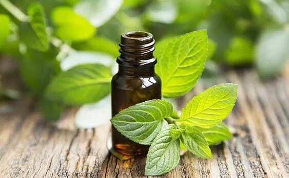 أسباب طول الشعر بسرعة زيت النعناع